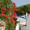 2008-09-iledere-OK (44)